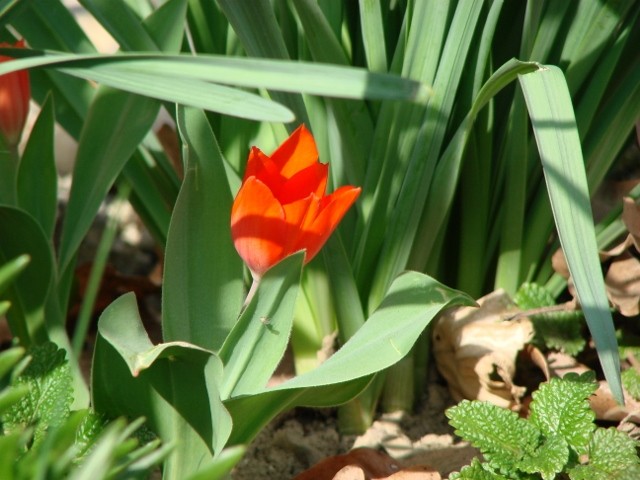 mali tulipan crveni